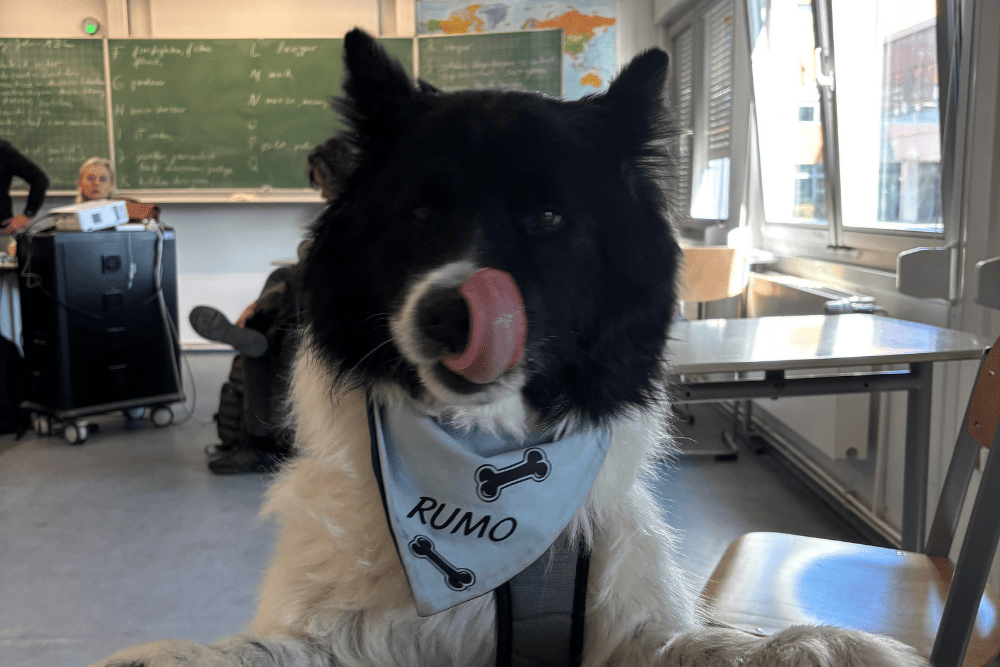 RUMU (6)